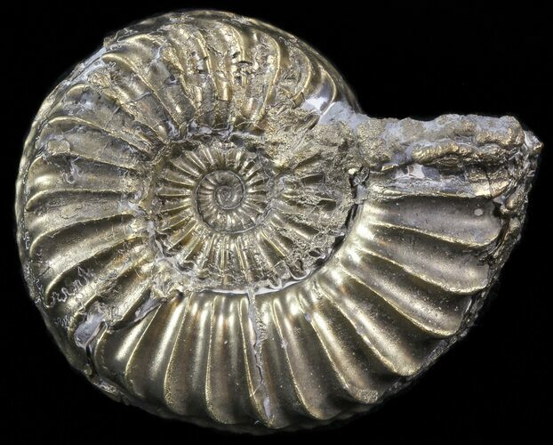 Pyritized Pleuroceras Ammonite - Germany #42749